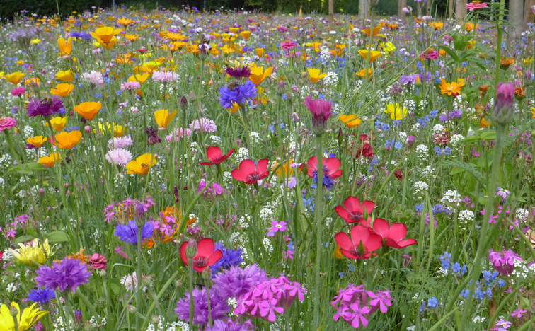 Colorful Flowers in the Meadow